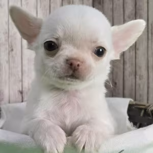 Chihuahua Puppies for Sale in New York (NY)
