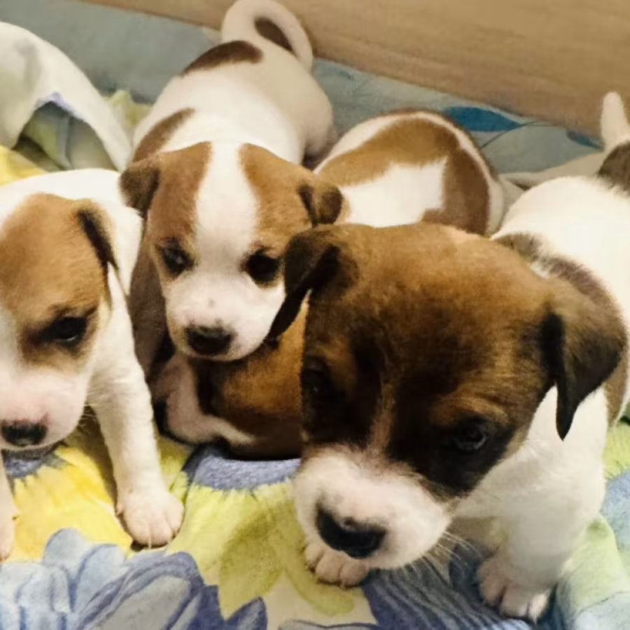 Jack Russell Terrier Puppies for Sale in Pennsylvania (PA)