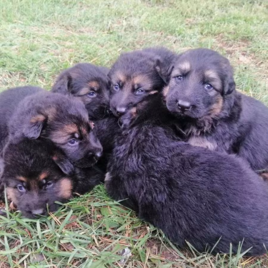 German Shepherd Puppies for Sale in Texas (TX)