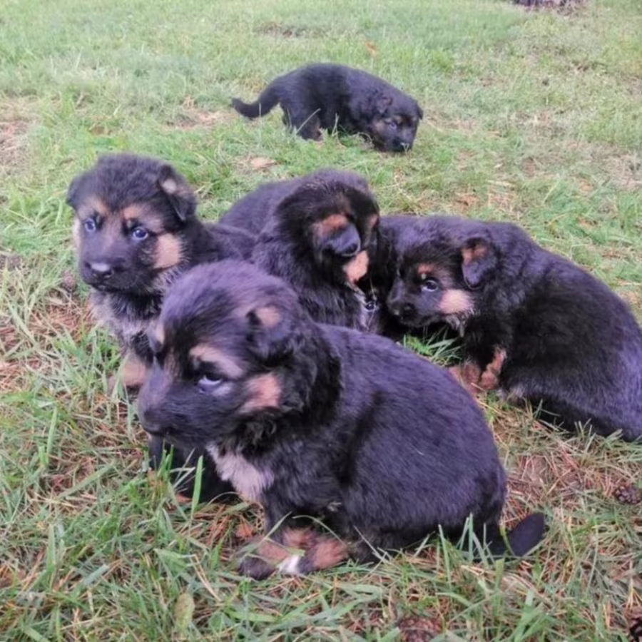 German Shepherd Puppies for Sale in Texas (TX)