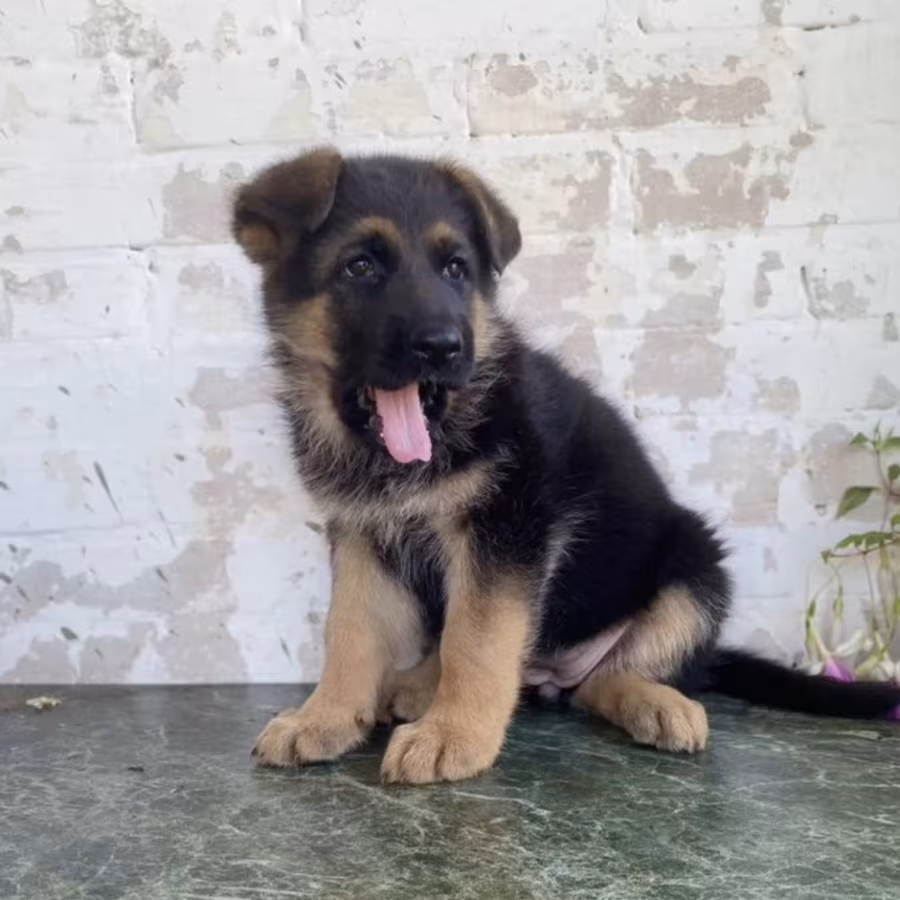 German Shepherd Puppies for Sale in California (CA)