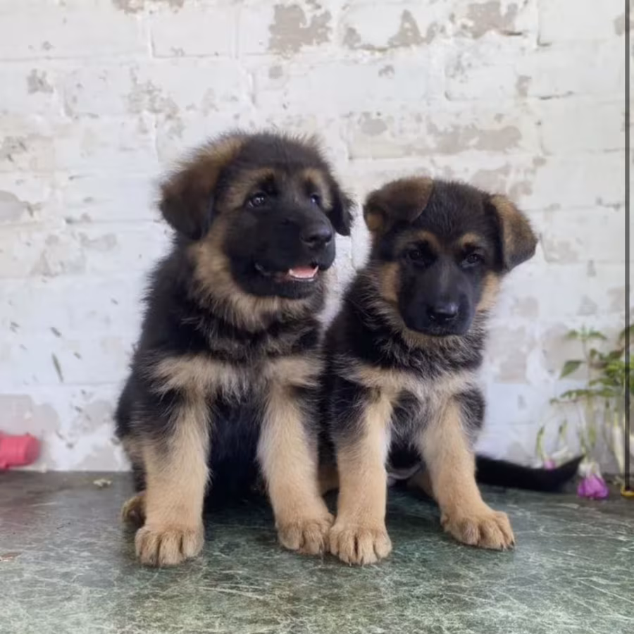 German Shepherd Puppies for Sale in California (CA)