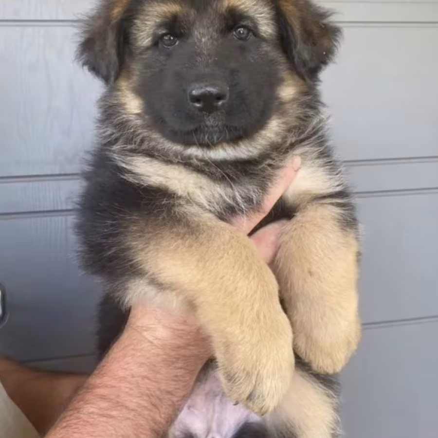 German Shepherd Puppies for Sale in California (CA)