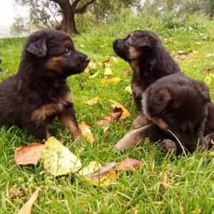 German Shepherd Puppies for Sale in Texas (TX)