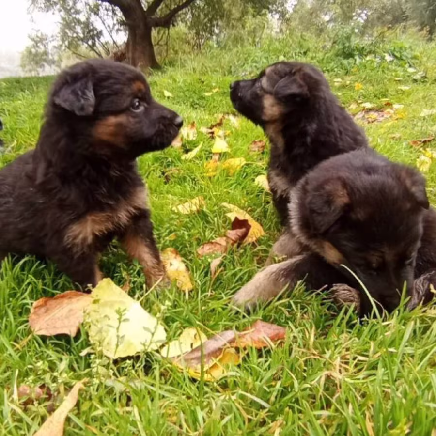 German Shepherd Puppies for Sale in Texas (TX)