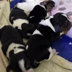 Basset Hound Puppies for Sale in New York (NY)