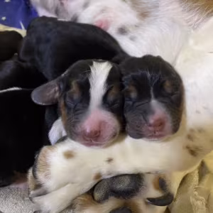 Basset Hound Puppies for Sale in New York (NY)