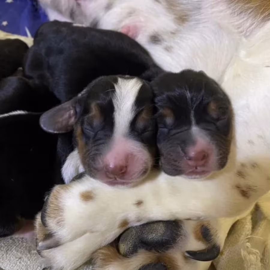 Basset Hound Puppies for Sale in New York (NY)
