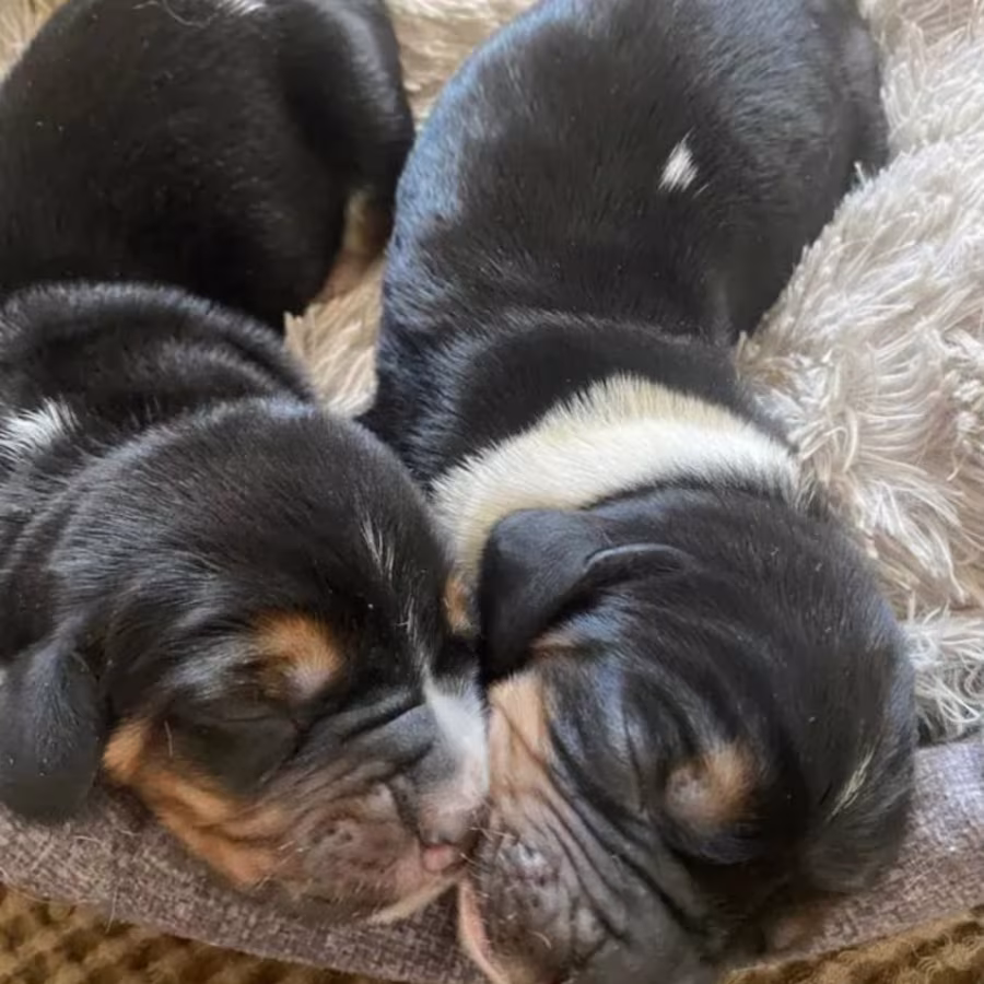 Basset Hound Puppies for Sale in New York (NY)