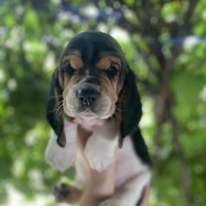 Basset Hound Puppies for Sale in Illinois (IL)