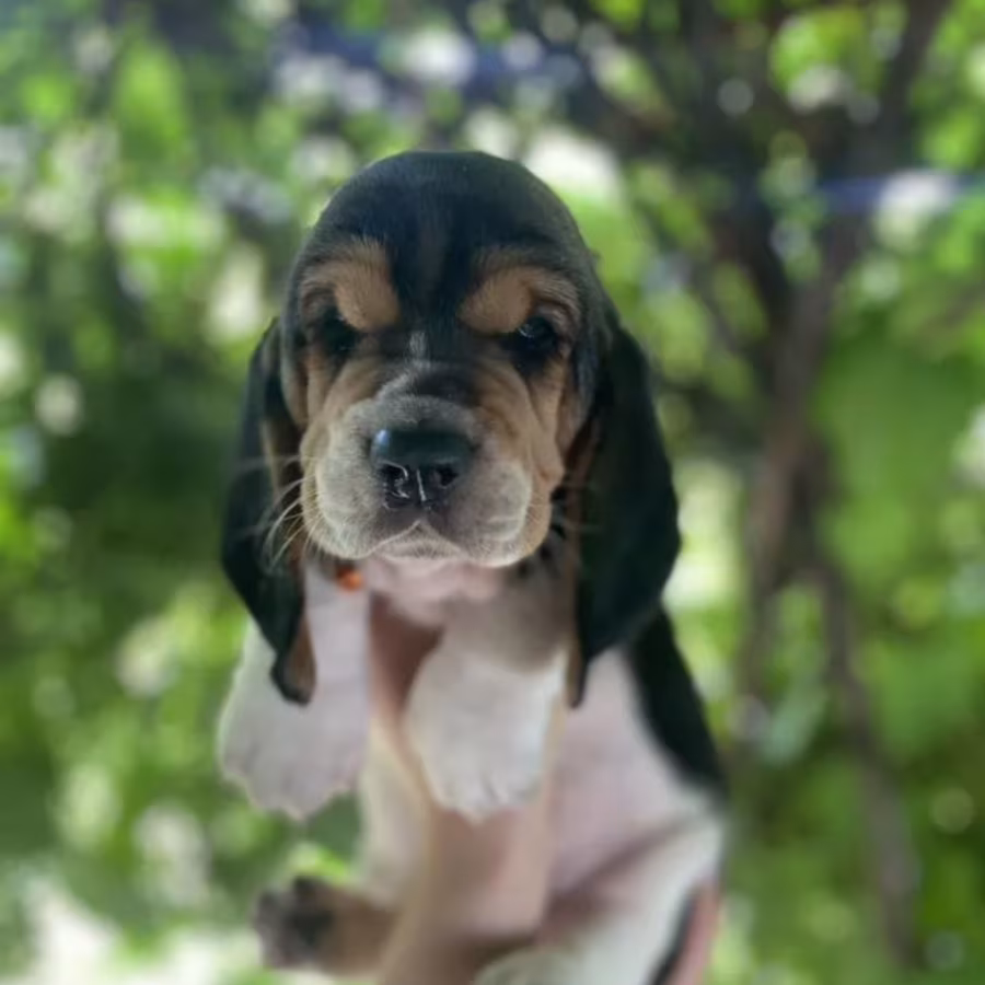 Basset Hound Puppies for Sale in Illinois (IL)