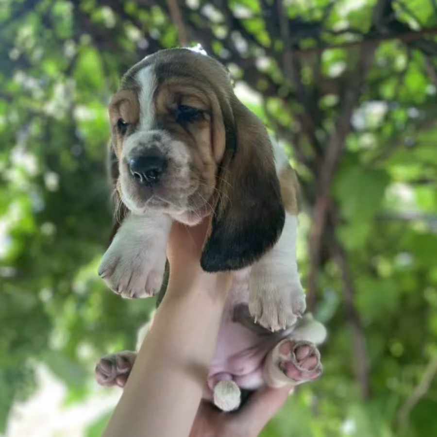 Basset Hound Puppies for Sale in Illinois (IL)
