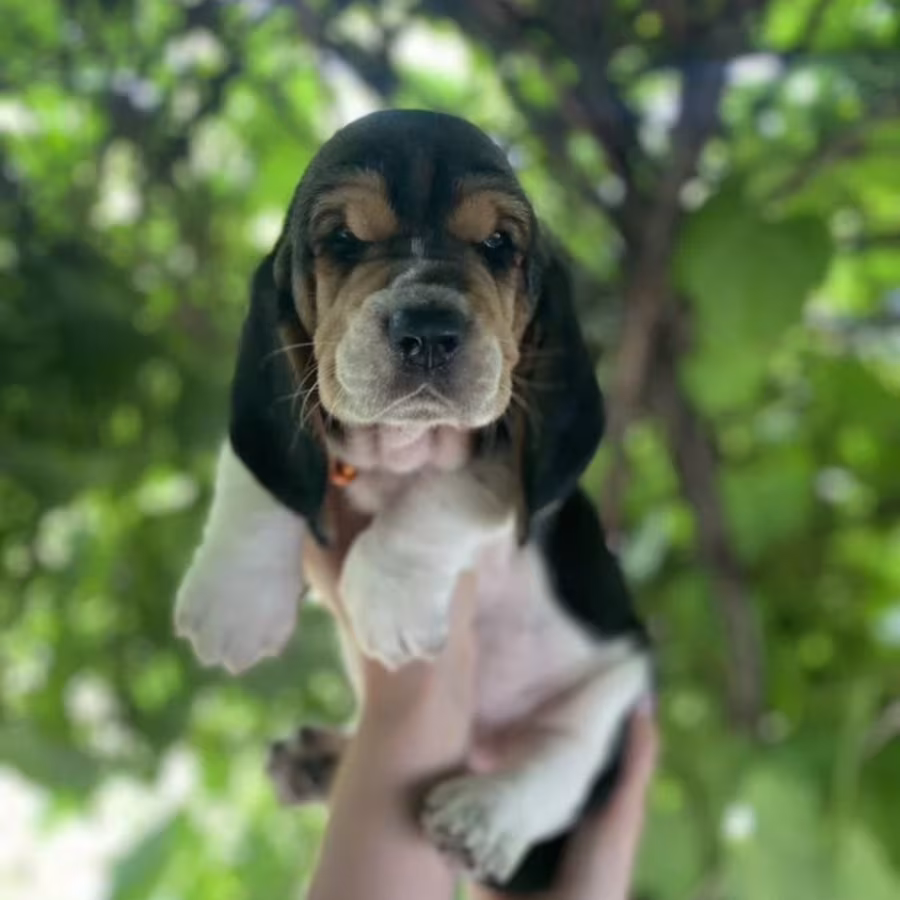 Basset Hound Puppies for Sale in Illinois (IL)