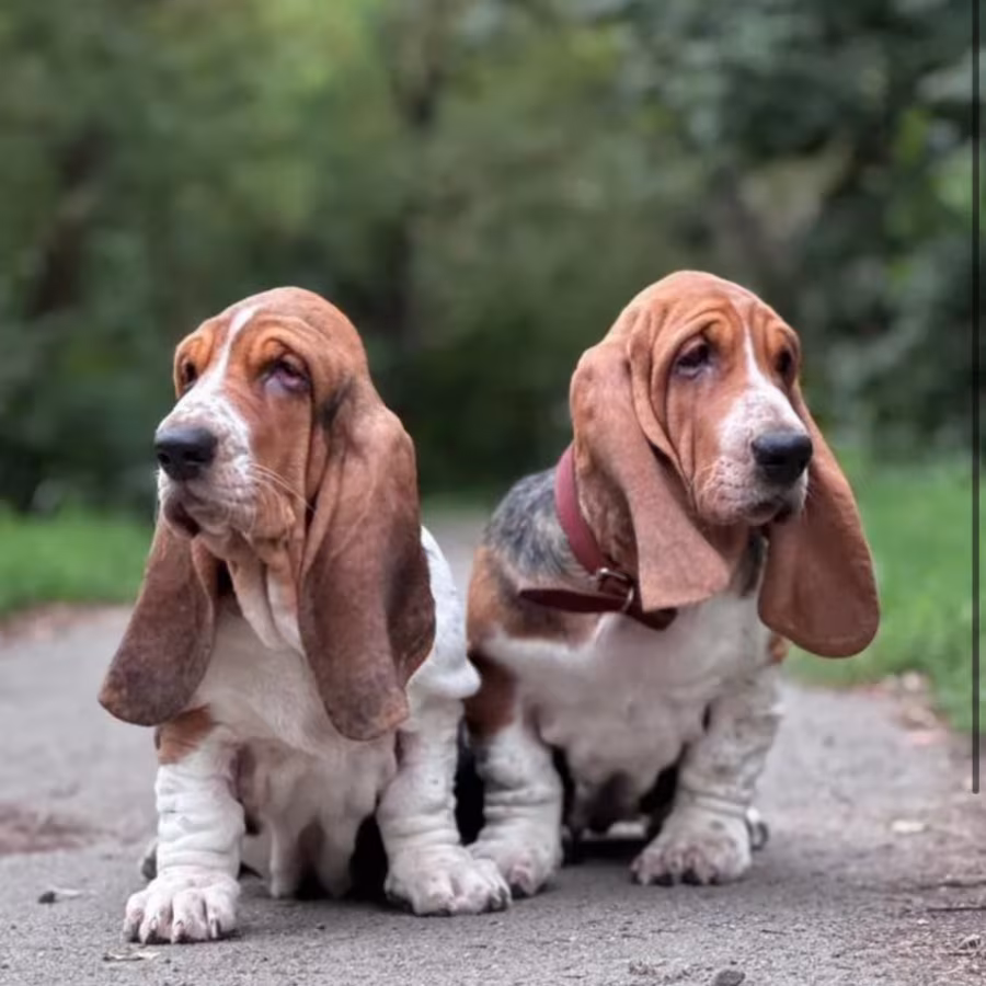 Basset Hound Puppies for Sale in Georgia (GA)