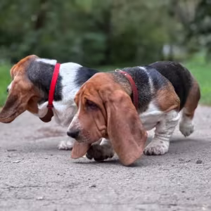 Basset Hound Puppies for Sale in Georgia (GA)