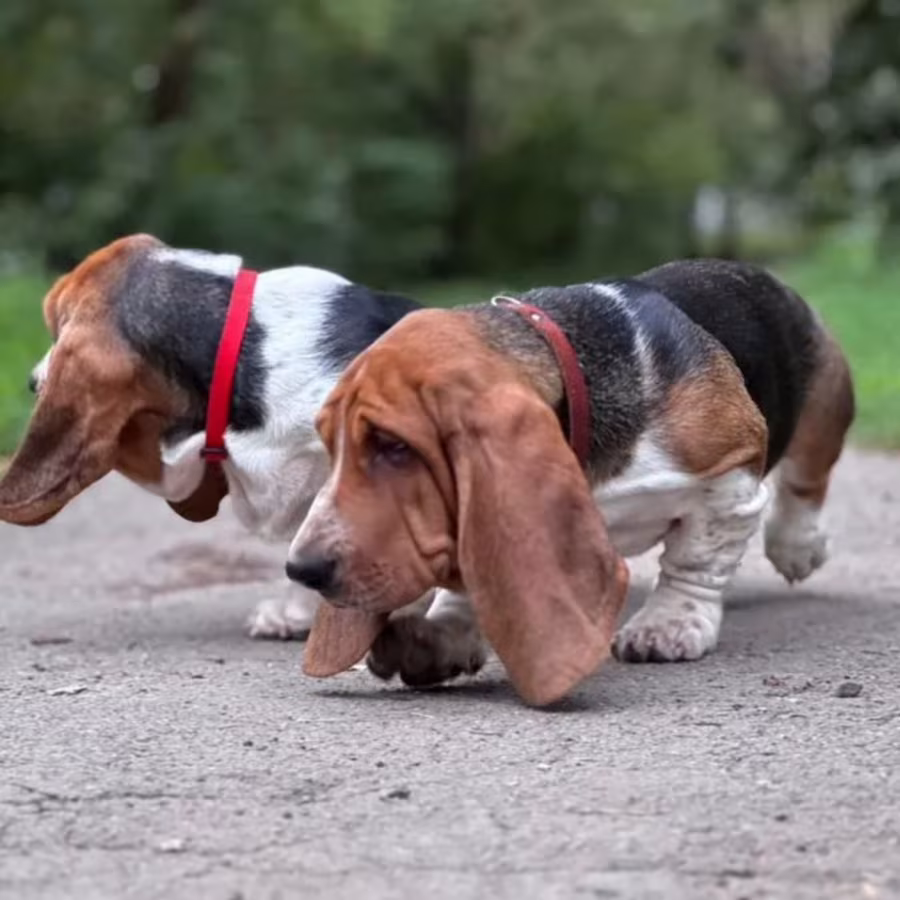 Basset Hound Puppies for Sale in Georgia (GA)