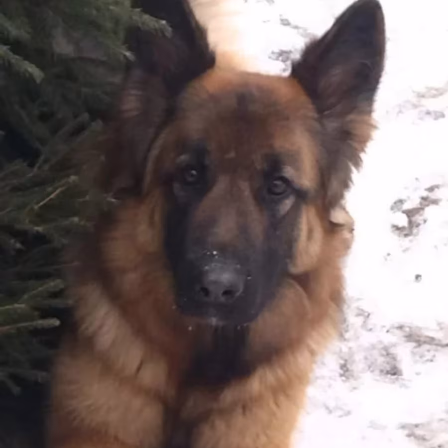 German Shepherd Puppies for Sale in New York (NY)
