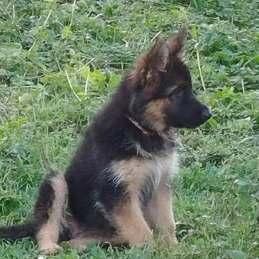 German Shepherd Puppies for Sale in New York (NY)