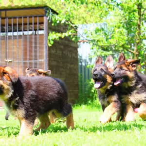 German Shepherd Puppies for Sale in Florida (FL)
