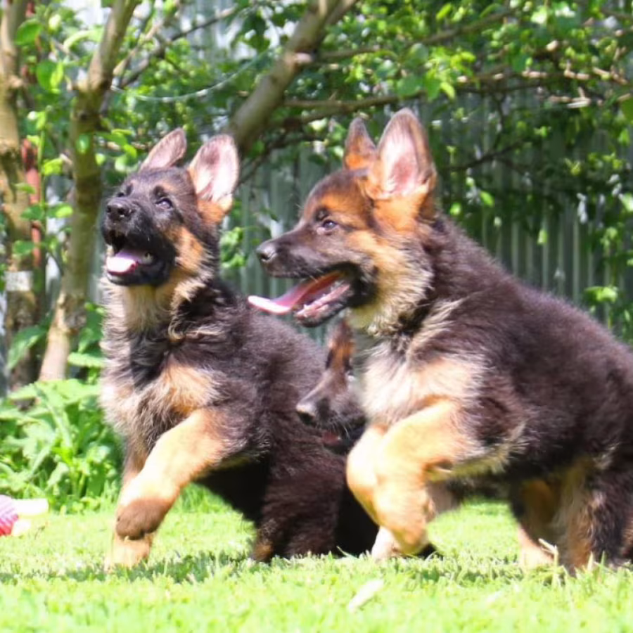 German Shepherd Puppies for Sale in Florida (FL)