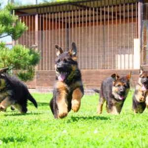 German Shepherd Puppies for Sale in Florida (FL)