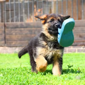 German Shepherd Puppies for Sale in Florida (FL)