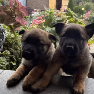 German Shepherd Puppy for Sale in New York (NY)