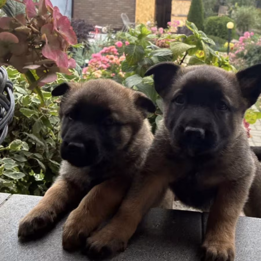 German Shepherd Puppy for Sale in New York (NY)