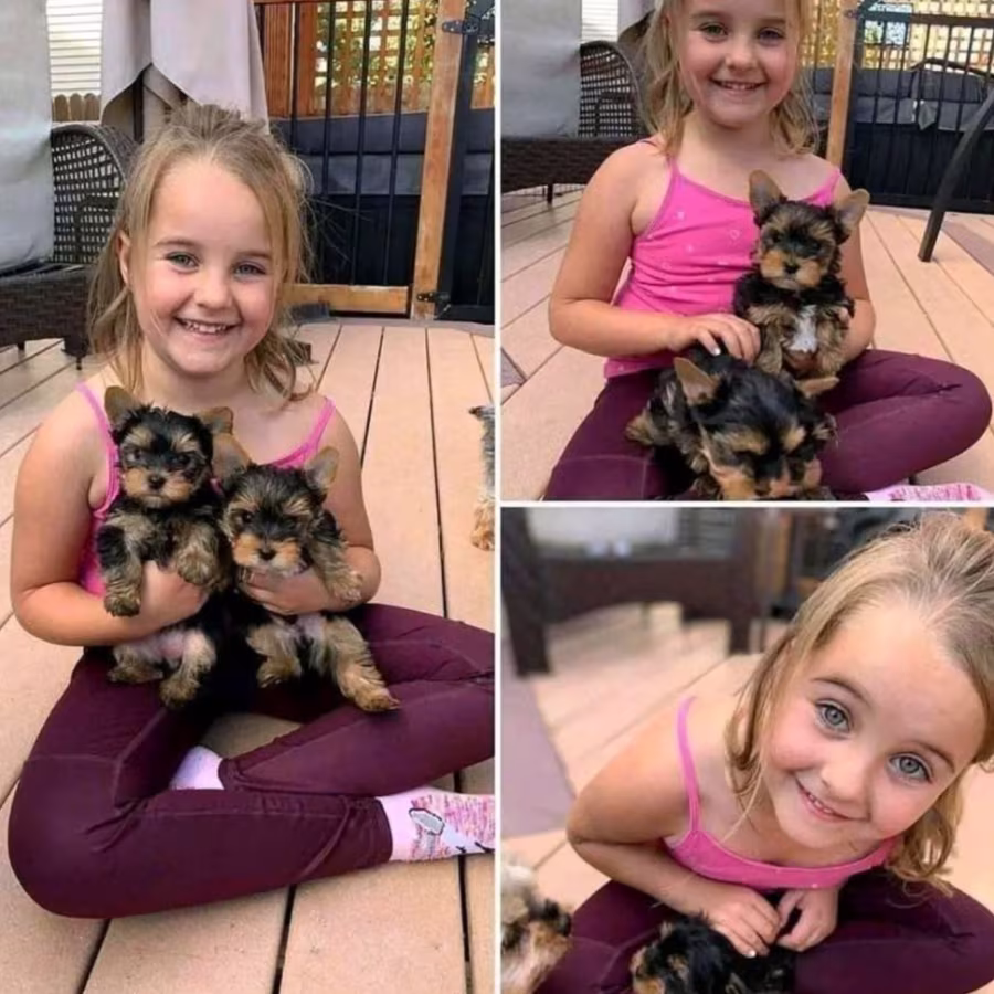 YORKIE PUPPIES READY FOR CHRISTMAS ADOPTION
