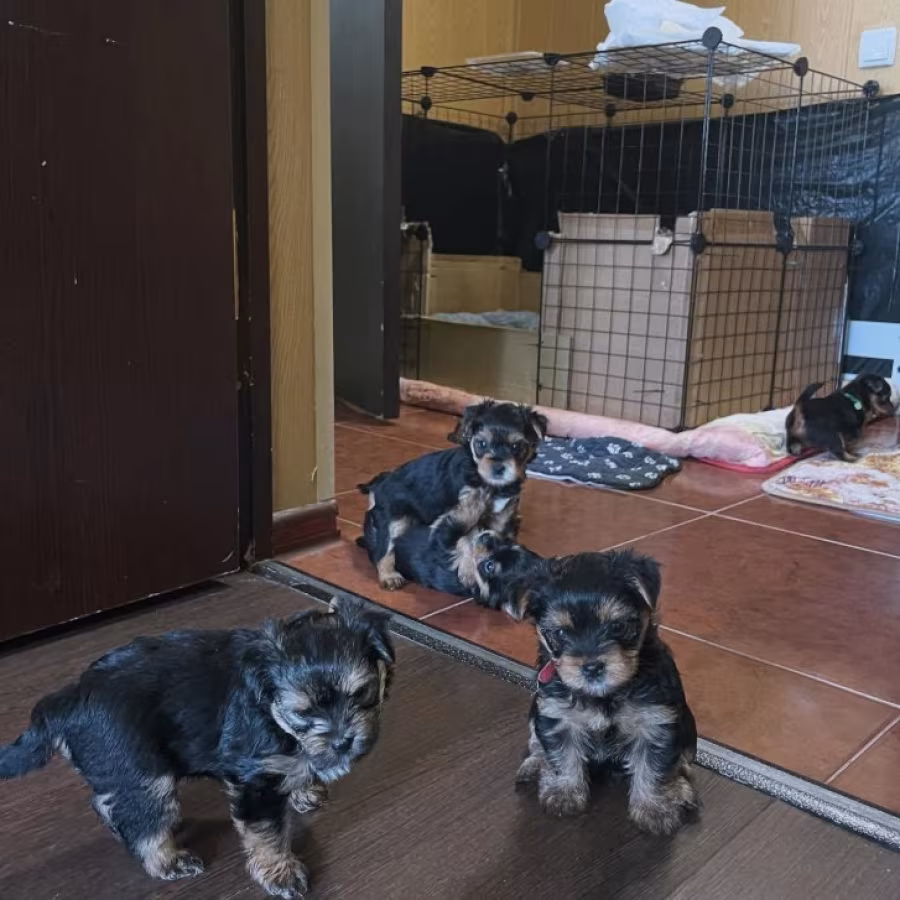 TEACUP YORKIE PUPPIES FOR REHOMING
