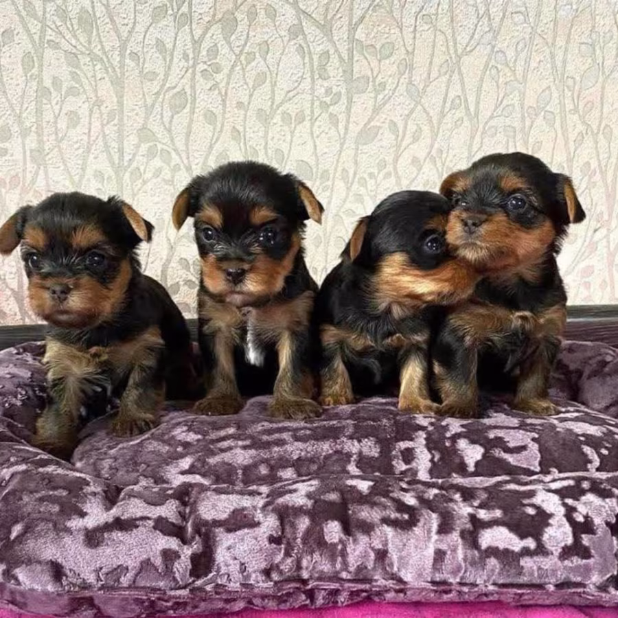 YORKSHIRE TERRIER PUPPIES FOR SALE