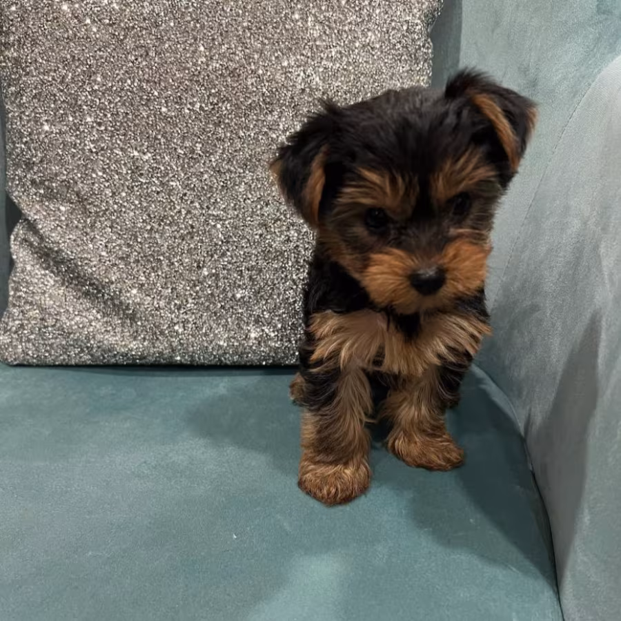 YORKSHIRE TERRIER PUPPIES FOR SALE