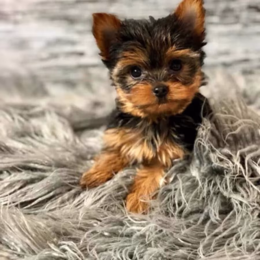 CUTE TEACUP YORKIE PUPPIES FOR REHOMING