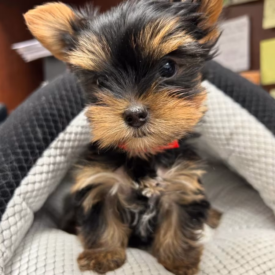 TEACUP YORKIE PUPPIES FOR SALES