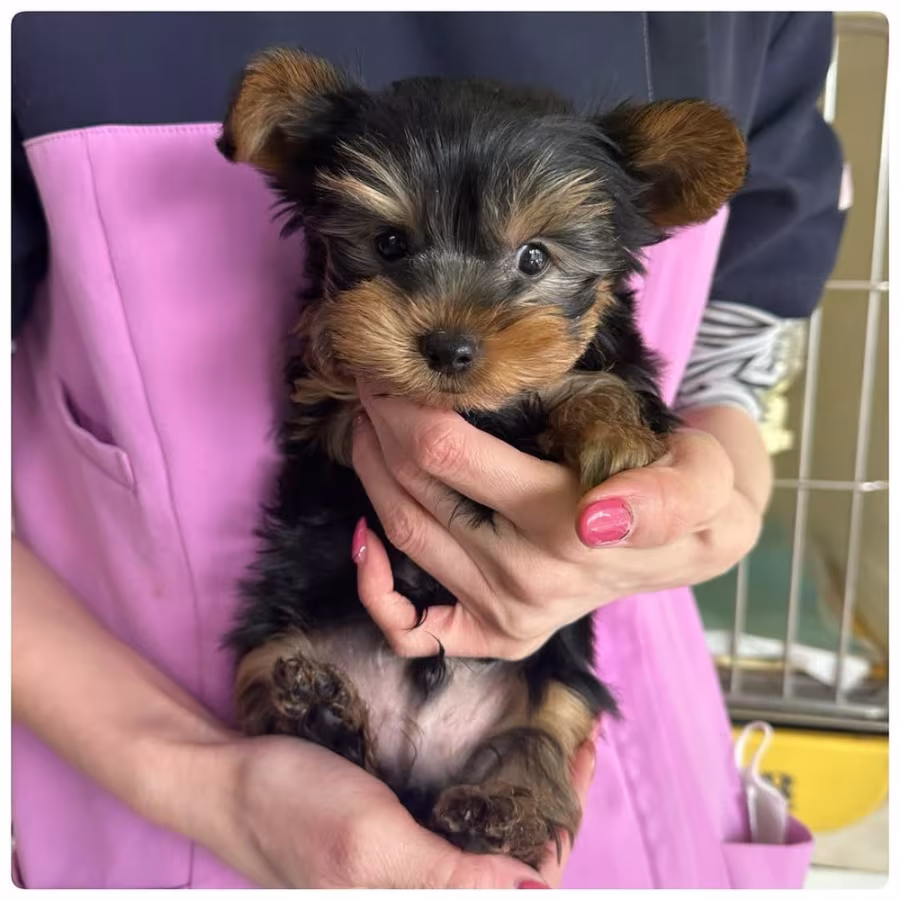 TEACUP YORKIE PUPPIES FOR REHOMING