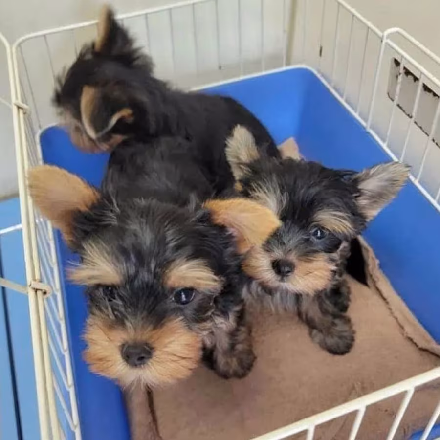 AVAILABLE YORKIE PUPPIES FOR REHOMING
