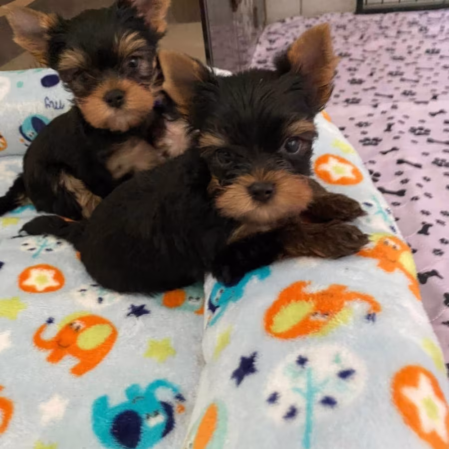 YORKSHIRE TERRIER PUPPIES FOR SALES