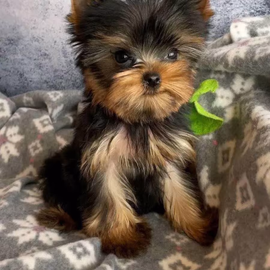 TEACUP YORKIE PUPPIES AVAILABLE