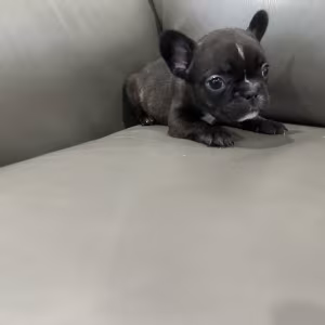 Adorable Purebred Frenchie