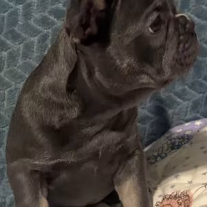 Male French bulldog, Blue Merle In Georgia
