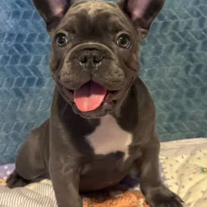 Male French bulldog, Blue Merle In Georgia