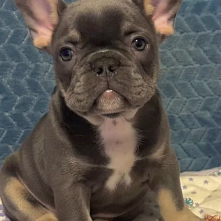 Male French bulldog, Blue Merle In Georgia