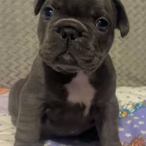 Male French bulldog, Blue Merle In Georgia