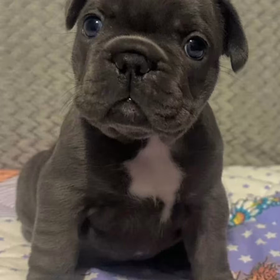 Male French bulldog, Blue Merle In Georgia