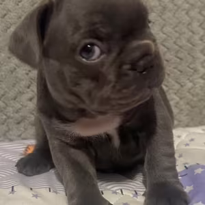 Male French bulldog, Blue Merle In Georgia