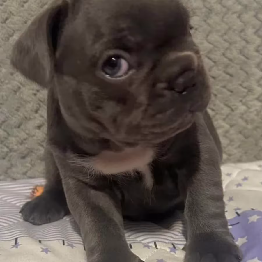 Male French bulldog, Blue Merle In Georgia