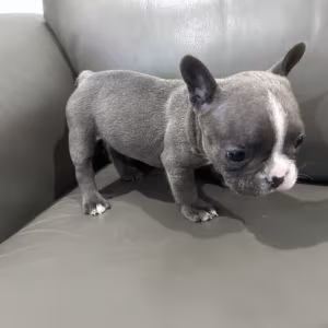 Adorable Docile Purebred Frenchies