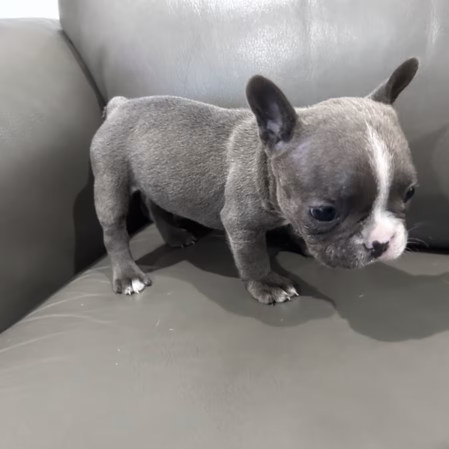 Adorable Docile Purebred Frenchies