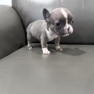 Adorable Docile Purebred Frenchies