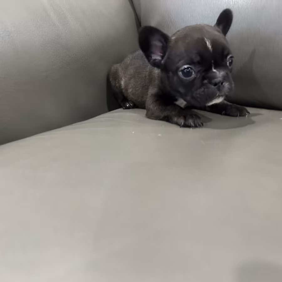 Adorable Docile Purebred Frenchies